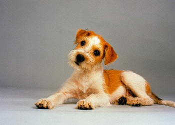 迷你贝吉格里芬凡丁犬（嗅觉猎犬）